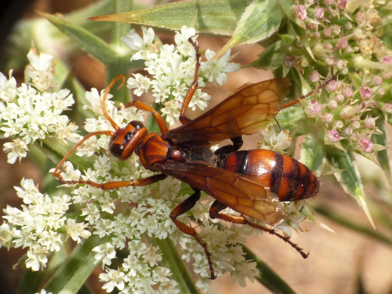 Sphecidae... ? No, Pompilidae: Entomobora sp.